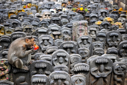 A bonnet macaque sits on consecrated idols of snakes as it eats a pomegranate fruit left behind as an offering by devotees during the Nag Panchami festival inside a temple on the outskirts of Bengaluru