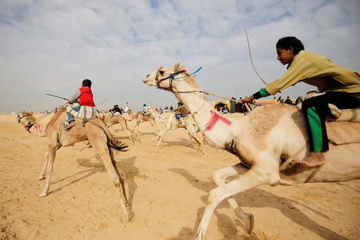Jockeys, most of whom are children, compete on their mounts during the opening of the International Camel Racing festival at the Sarabium desert in Ismailia