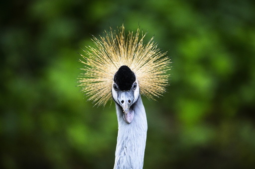 A grey crowned crane looks at visitors from its enclosure at the Olmense Zoo in Olmen