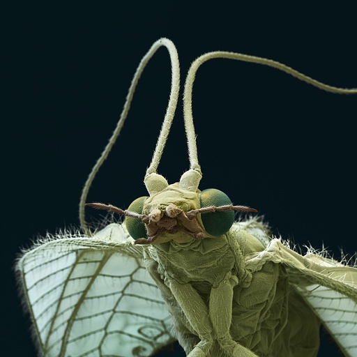 Common green lacewing, SEM