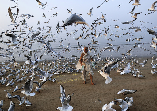 A man feeds seagulls on a beach along the Arabian Sea in Mumbai