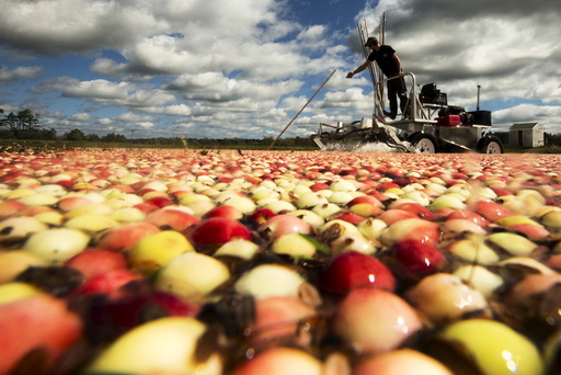 Nick Johnson harvests cranberries in a bog at Gilmore Cranberry Company in Carver