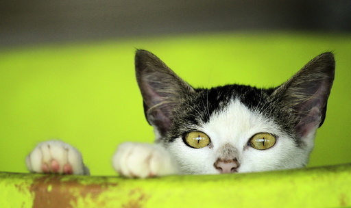 A rescued cat is pictured at the Animal Rescue Asis in San Rafael de Heredia