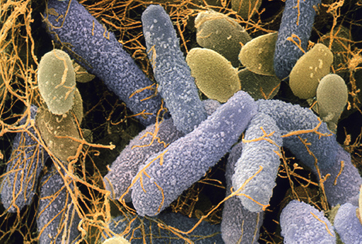 Acetobacter and Schizosaccharomyces