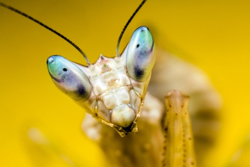 Indian flower mantis