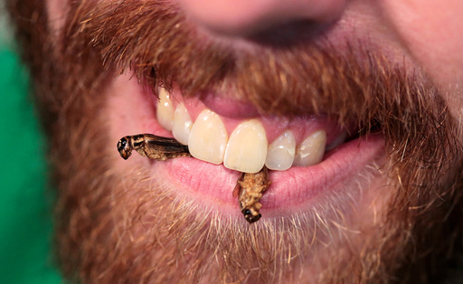 Robert Allen holds edible freeze-dried crickets between his teeth during a 'Eating Insects Detroit: Exploring the Culture of In Detroit