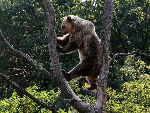 Brown bear is seen in a shelter for bears in the village of Berezivka