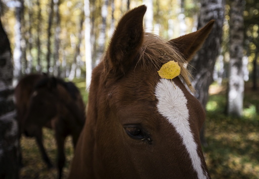 A leaf falls onto a horse's head during a sunny autumn day in a forest outside Almaty