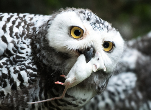 Snowy owls at Wuppertal Zoo