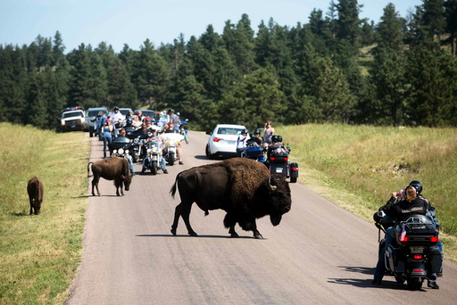 Touring bikers participate in the annual Sturgis Motorcycle Rally in Custer State Park