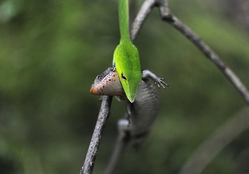 A green vine snake feeds on an Indian Forest Skink inside the Silent Valley national park in Kerala