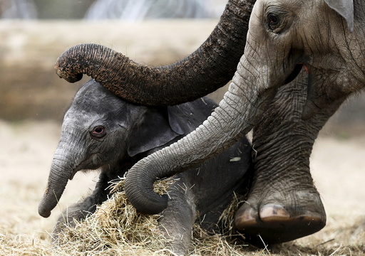 A newborn Asian elephant is helped by his mother Farina to stand up at Pairi Daiza wildlife park in Brugelette