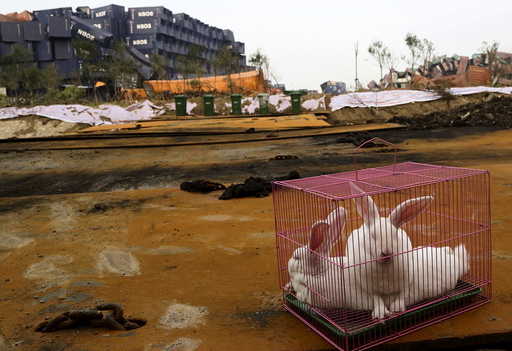 Rabbits are seen in a cage, which is placed by authority as a test of the living conditions near the site of last week's blasts at Binhai new district in Tianjin