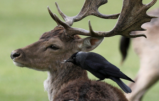 A bird sits and pulls fur from the back of a deer in Bushy Park, in London
