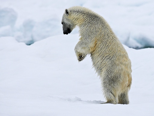 Isbjørn står på to bein for like etter å dunke hardt ned i snøen. Leter etter ringsel-unger under snøen. Svalbard. Bjørner.