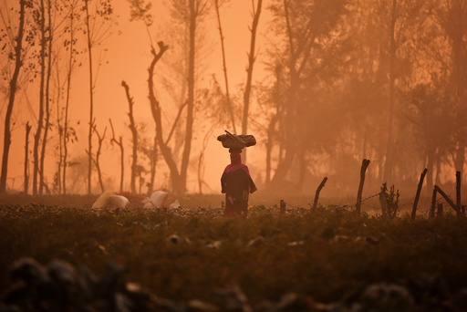 A woman carries a basket on her head through a field of vegetables on a foggy morning on the outskirts of Srinagar