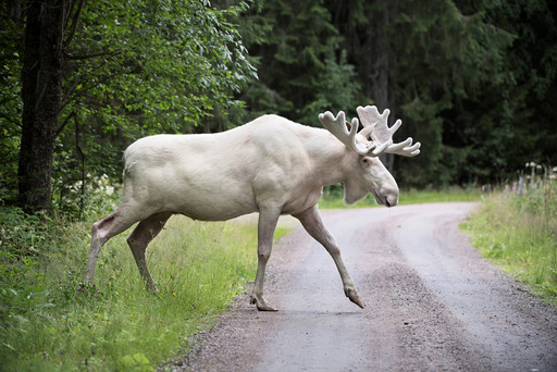A rare white moose is seen in Gunnarskog, Varmland
