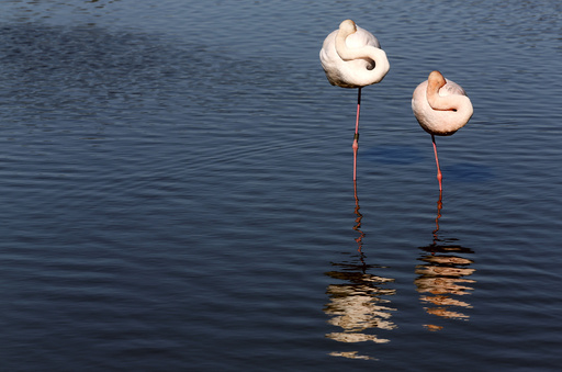 Pink flamingos are seen in the Camargue regional nature park