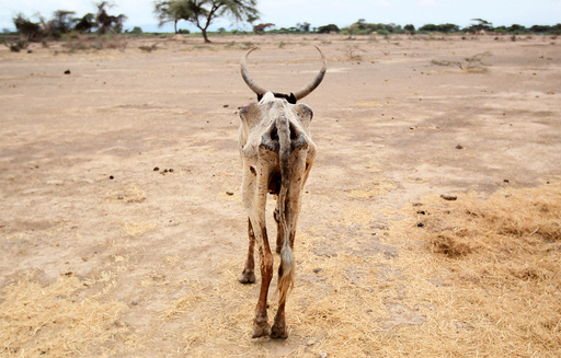 An emaciated cow walks in an open field in Gelcha village, one of the drought stricken areas of Oromia region, in Ethiopia
