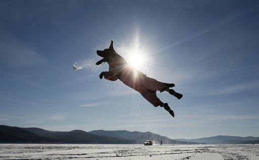 Labrador retriever jumps for a snowball while playing with its owner on the frozen surface of Yenisei River outside Krasnoyarsk