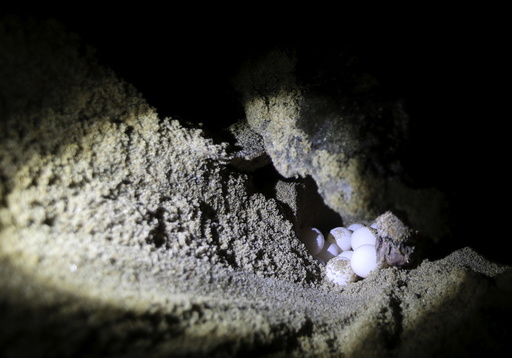 A loggerhead sea turtle lays eggs on the beach in Regencia village