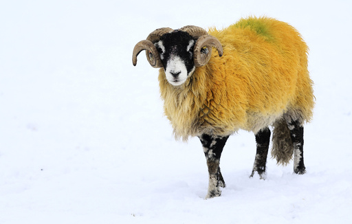 A sheep forages for food in a snow covered field in Stirlingshire Scotland