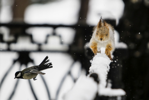 A tomtit bird flies past a squirrel running on a fence after a snowfall in a park in Almaty