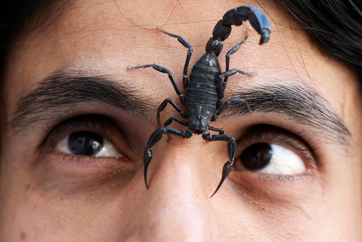 A scorpion walks on the face of Palestinian man Nabeel Mussa, who keeps scorpions and snakes as a hobby and eats them, at his house in Riyadh