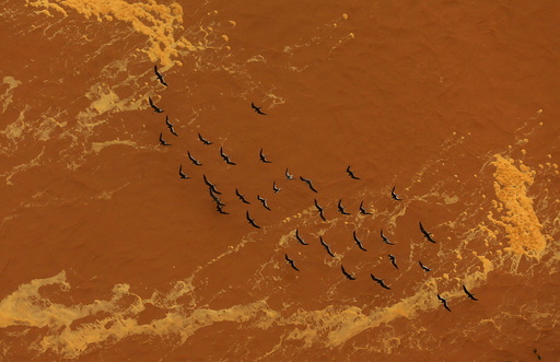 Seagulls fly near the mouth of the Rio Doce, which was flooded with mud after a dam owned by Vale SA and BHP Billiton Ltd burst, as the river joins the sea on the coast of Espirito Santo, in Regencia Village, Brazil