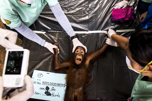 Thai veterinarian takes a picture of a 2-year-old orangutan during a health examination at Kao Pratubchang Conservation Centre in Ratchaburi