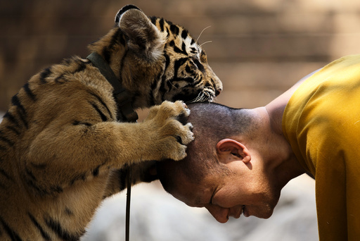Buddhist monk plays with a tiger at the Wat Pa Luang Ta Bua, otherwise known as Tiger Temple, in Kanchanaburi province