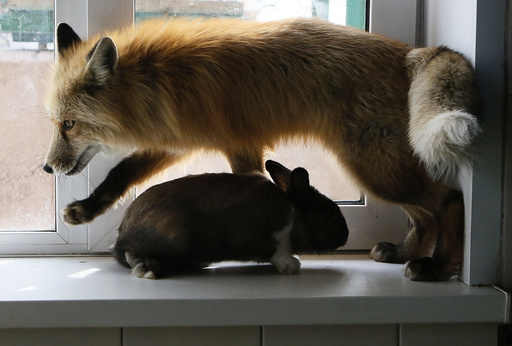 Red fox Ralf is seen next to rabbit after training session which is part of programme of taming wild animals for research and interaction with visitors at Royev Ruchey Zoo in Krasnoyarsk