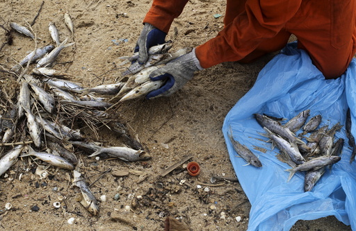 A local fisherman working for a company contracted by Samarco mine operator, clears up dead fish found on the beach of Povoacao Village