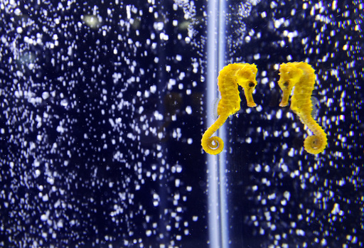 A seahorse is displayed during a news conference before the 2012 Taiwan International Aquarium Expo in Taipei