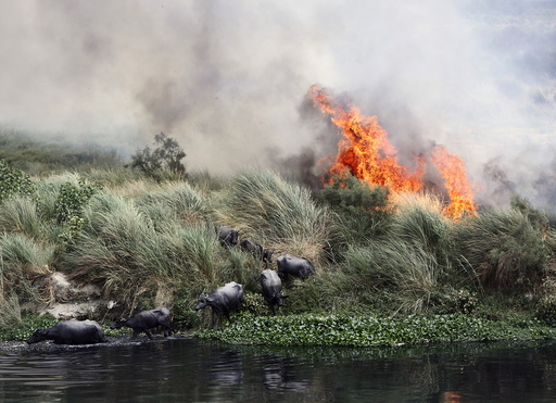 Buffalos escape a fire, which is spreading on a patch of land by the Yamuna river, on a hot summer day in New Delhi, India