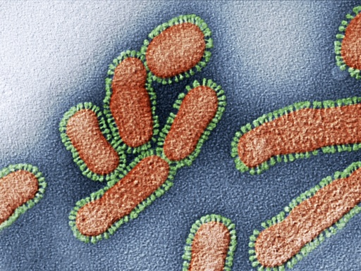 Influenza virus particles, TEM
