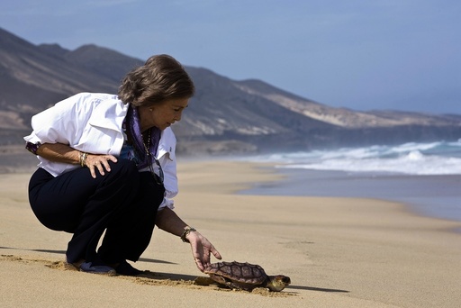 Spain's Queen Sofia releases a marine turtle into the sea on Cofete beach, south of the Spanish Canary island of Fuerteventura