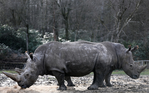 White rhinoceros Bruno and Gracie are seen in their enclosure at Thoiry zoo and wildlife park