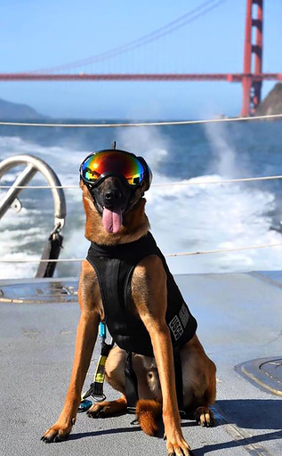 U.S. Coast Guard canine takes part in training in San Francisco Bay, California